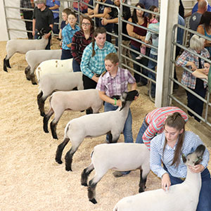 4-H skills fairgrounds