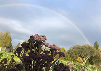 winter vegetable trials